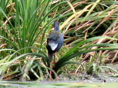 Porphyrio madagascariensis