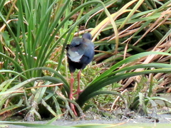 Porphyrio madagascariensis