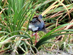 Porphyrio madagascariensis
