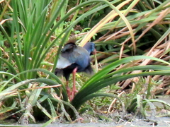 Porphyrio madagascariensis