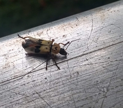 Chauliognathus ignaciosus