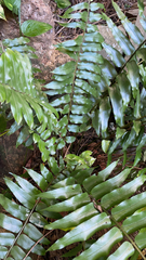 Asplenium oblongifolium