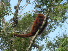 Alouatta guariba