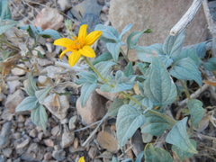 Bahiopsis reticulata