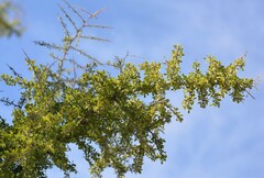 Condalia globosa