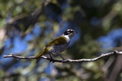 Phaenicophilus palmarum