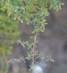 Condalia globosa