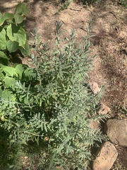 Buddleja scordioides