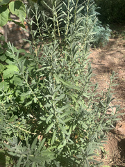 Buddleja scordioides