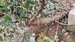 Eucalyptus perriniana