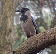 Corvus cornix