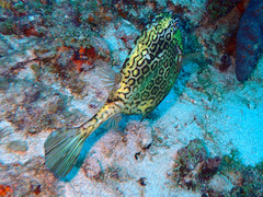 Acanthostracion polygonium