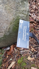 Eucalyptus perriniana