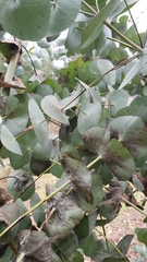 Eucalyptus perriniana