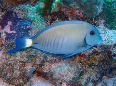 Acanthurus chirurgus