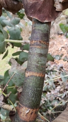 Eucalyptus perriniana