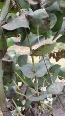 Eucalyptus perriniana