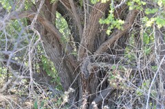 Condalia globosa