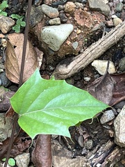 Campsis