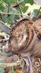 Eucalyptus perriniana