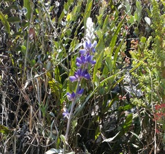 Lupinus paniculatus