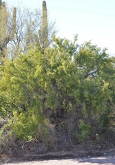 Condalia globosa