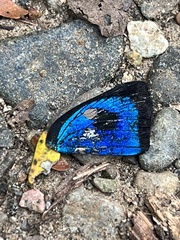 Parrhasius polibetes