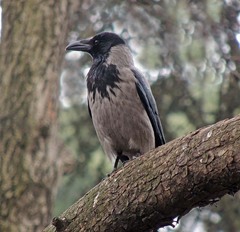 Corvus cornix