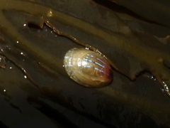 Patella pellucida