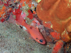 Apogon maculatus