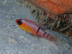 Apogon townsendi