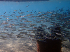 Atherinomorus stipes