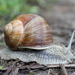 Roman Snail - Photo (c) Björn S..., some rights reserved (CC BY-SA)