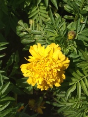Tagetes erecta