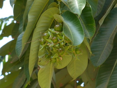 Duabanga grandiflora