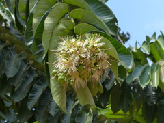 Duabanga grandiflora