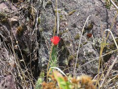 Corryocactus erectus