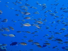 Azurina multilineata