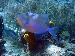 Balistes vetula