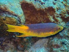 Bodianus rufus