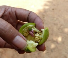 Duabanga grandiflora