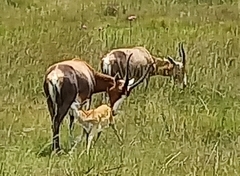 Damaliscus pygargus phillipsi