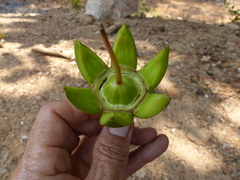 Duabanga grandiflora