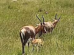 Damaliscus pygargus phillipsi