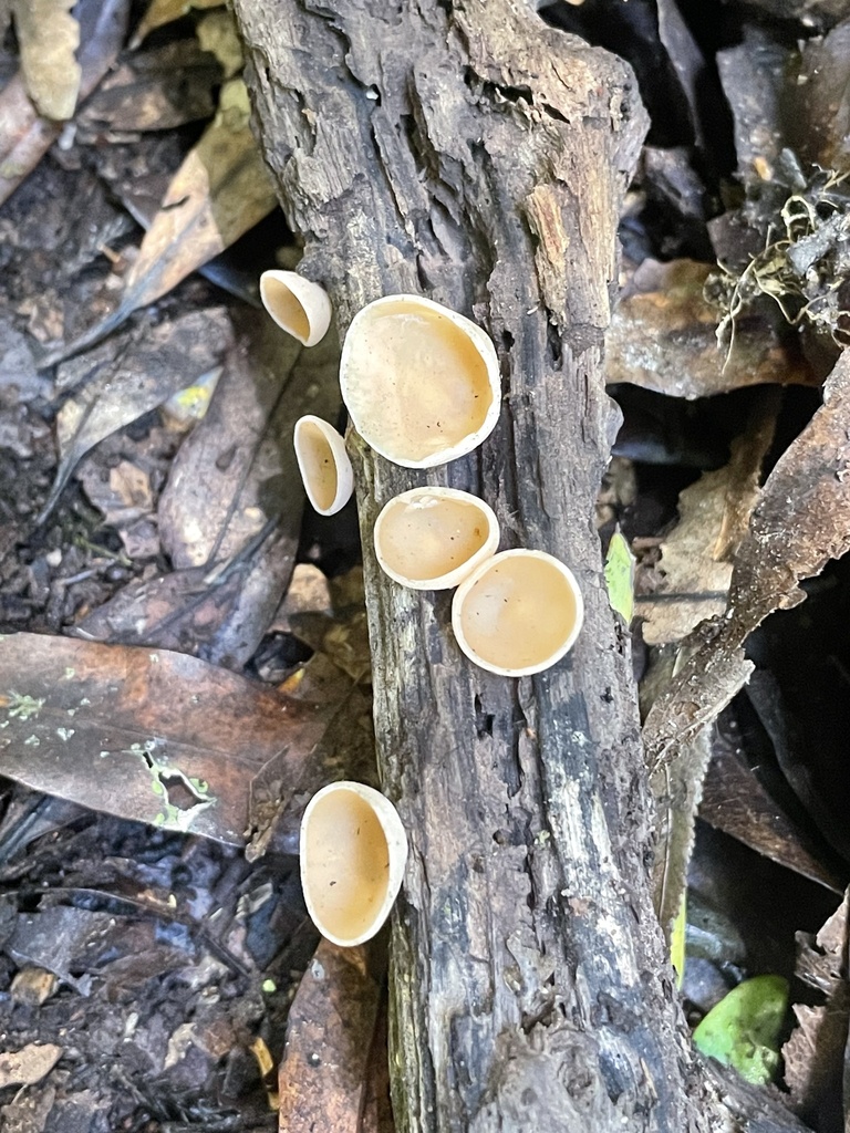Cookeina colensoi from Te IkaaMāui/North Island, Manutūkē, Gisborne