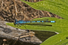 Enallagma boreale