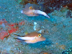 Canthigaster rostrata