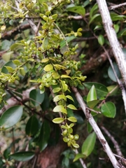 Lepidoceras chilense