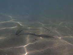 Centropomus undecimalis