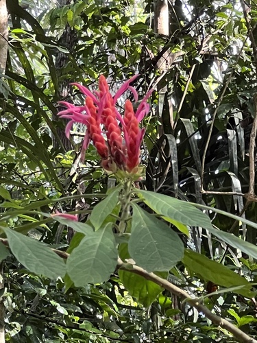 Foto de Camarão-vermelho